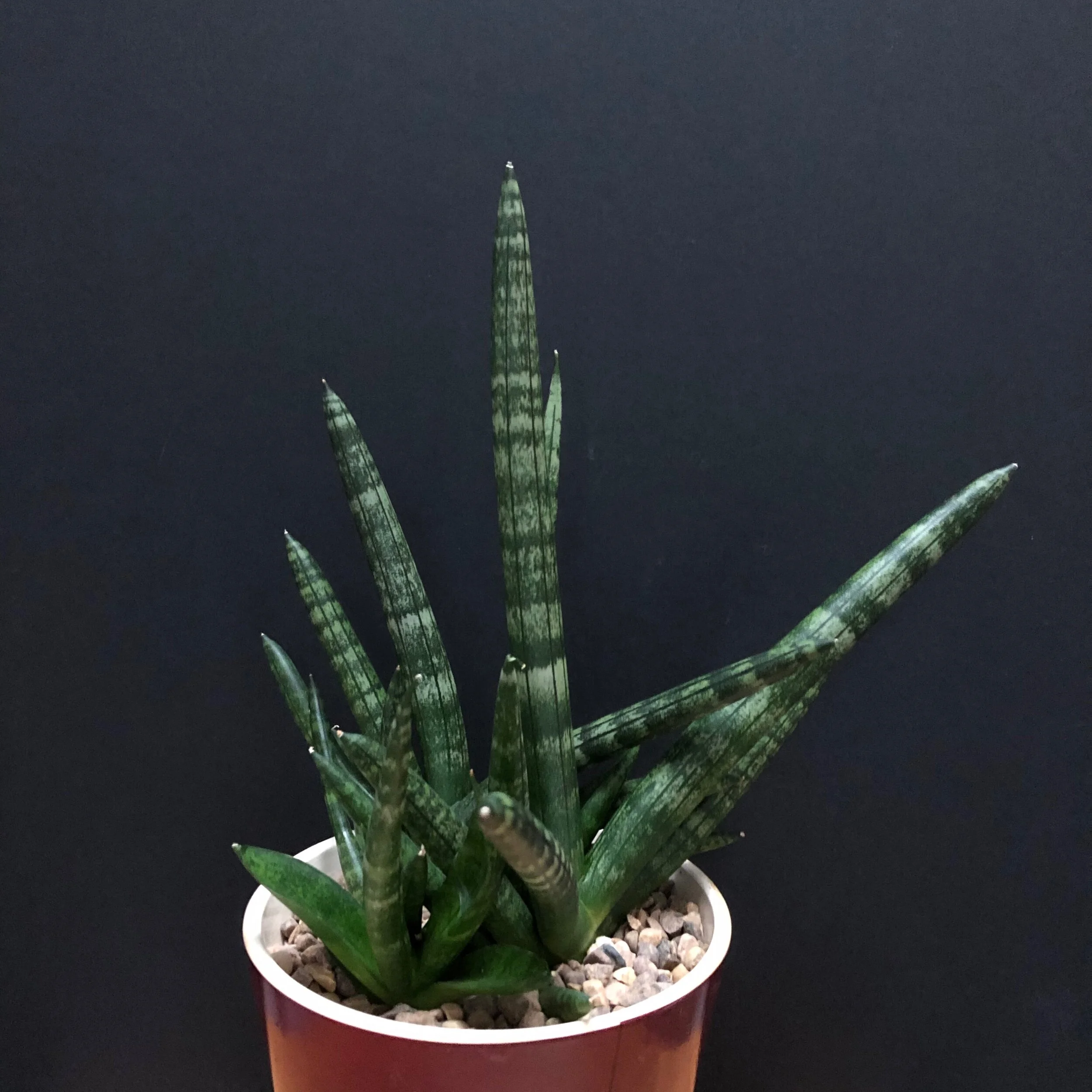 Episode 187: snake plants aka Sansevieria — Jane Perrone